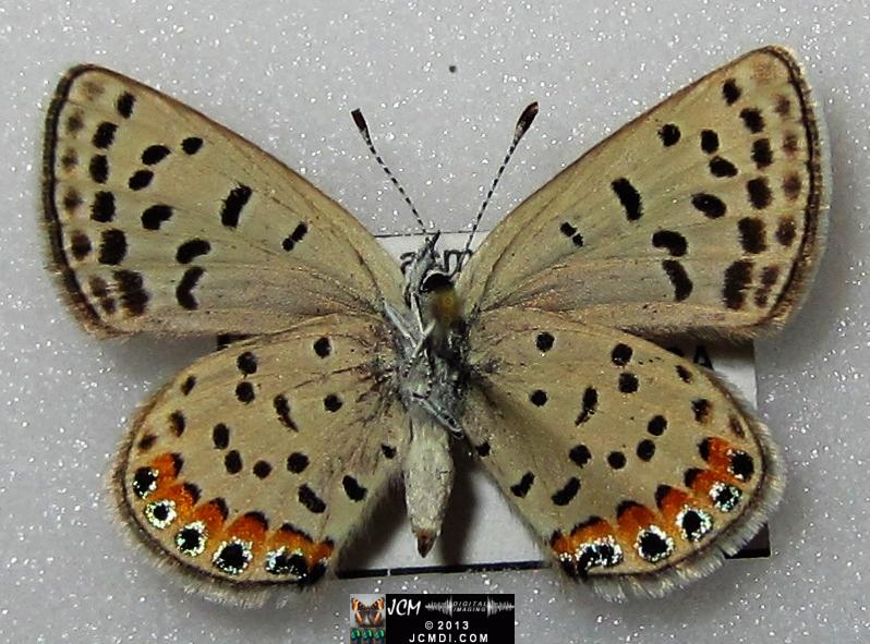Plebejus acmon (Acmon Blue Butterfly) image
